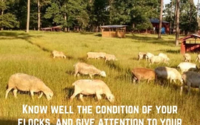 Know The Condition of Your Flock