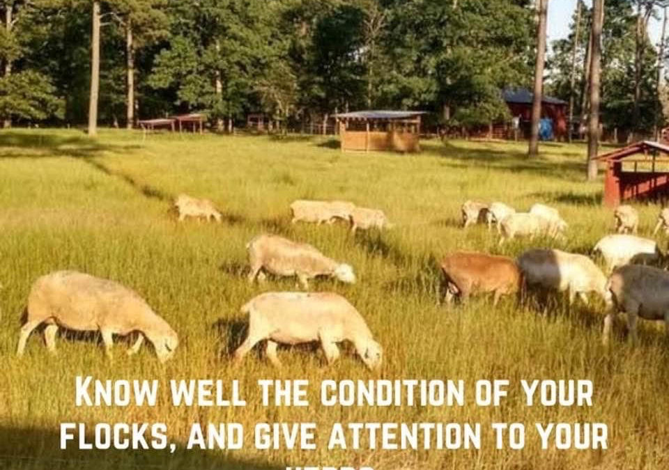 Know The Condition of Your Flock